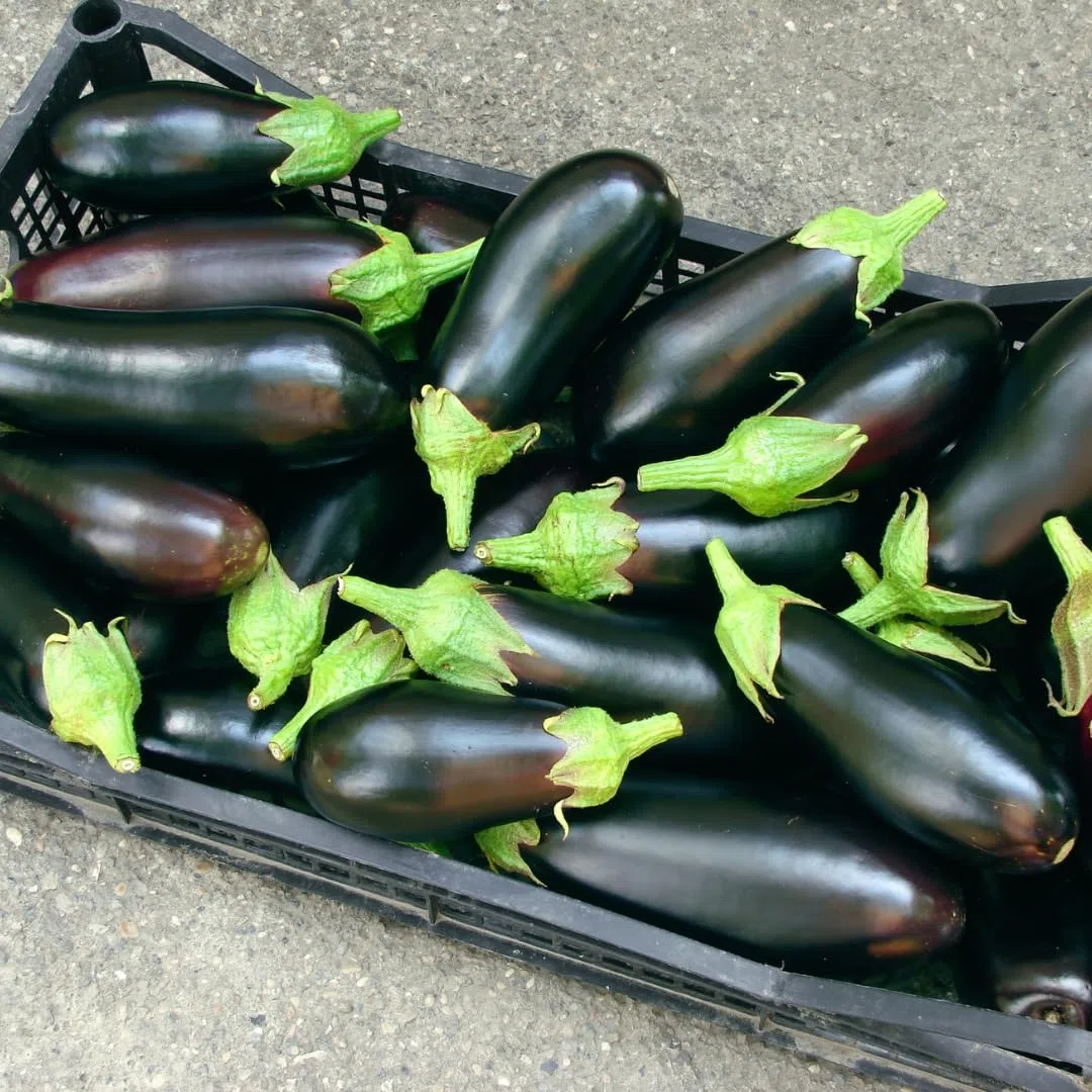 Cassetta in plastica per frutta e verdura, cesti agricoli, impilabile, sovrapponibile, raccolta di frutta e verdura, strumenti per l'agricoltura (5, EUROPA22)