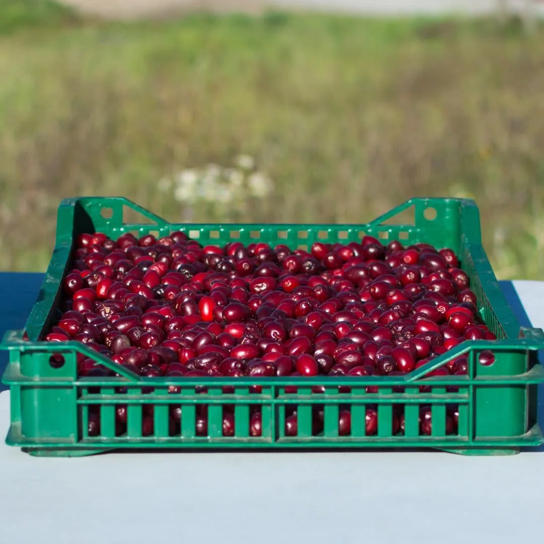 Cassetta in plastica per frutta e verdura, cesti agricoli, impilabile, sovrapponibile, raccolta di frutta e verdura, strumenti per l'agricoltura (5, EUROPA22)