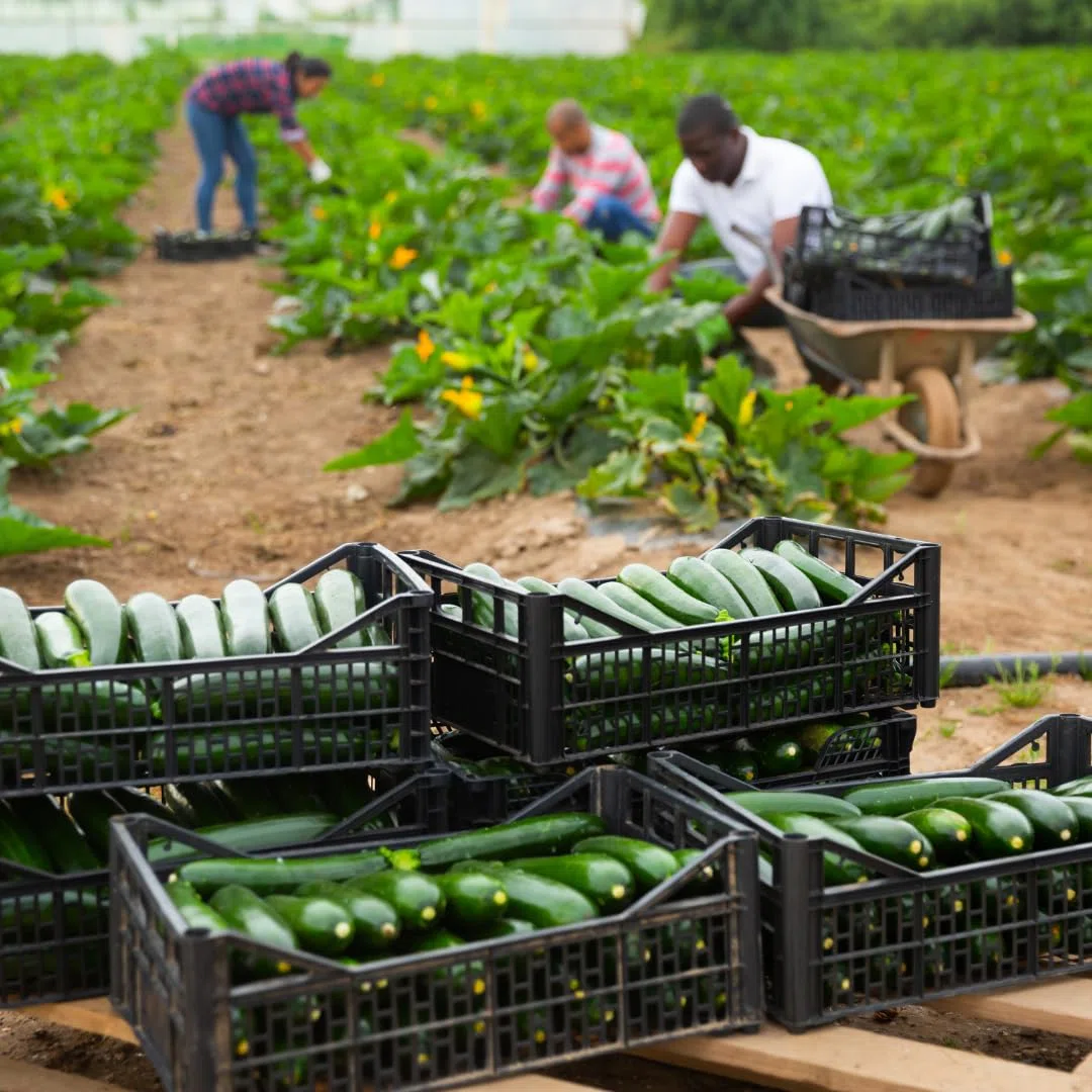 Cassetta in plastica per frutta e verdura, cesti agricoli, impilabile, sovrapponibile, raccolta di frutta e verdura, strumenti per l'agricoltura (5, EUROPA22)