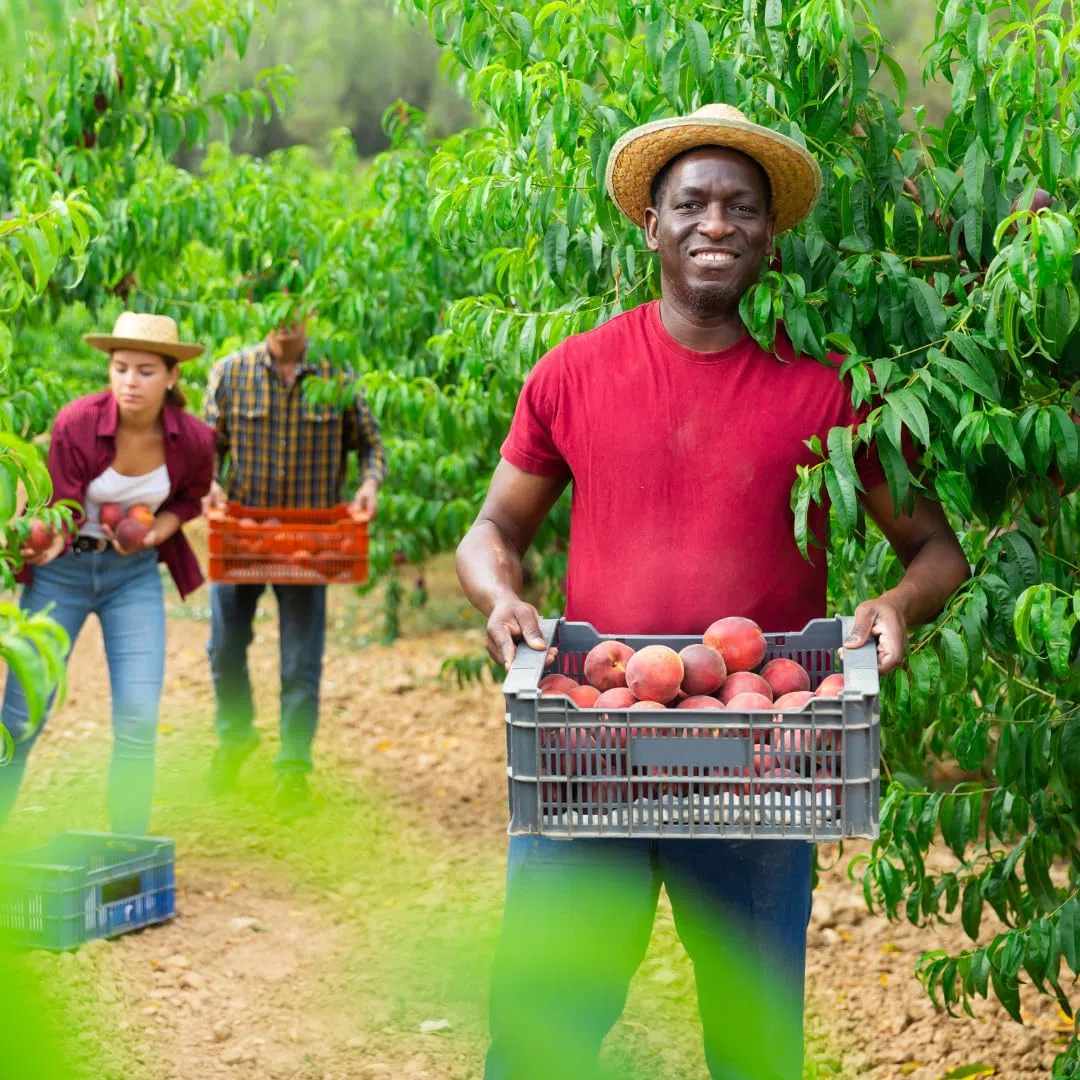Cassetta in plastica per frutta e verdura, cesti agricoli, impilabile, sovrapponibile, raccolta di frutta e verdura, strumenti per l'agricoltura (5, EUROPA22)